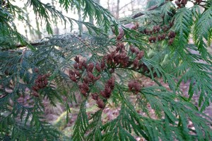 Thuja plicata (1).jpg_product